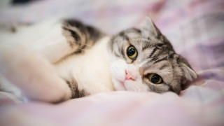 Cat shiba inu pink blanket - eye free wallpaper