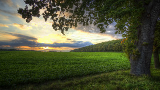 Sunset tree field clouds path - a path free wallpaper