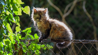 Cat fence yellow eyes blurry - a fence free wallpaper