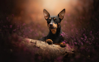 Dog sitting log field flowers - animal free wallpaper
