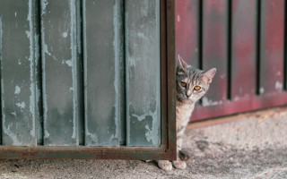 Cat peering window peeling paint - paint free wallpaper