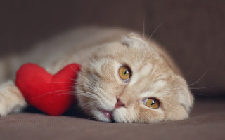 Cat loving shiba inu romantic - its mouth free wallpaper