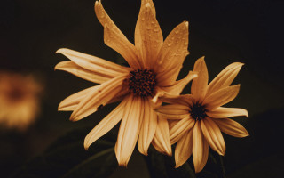 Yellow flowers water droplets vase - two yellow flower free wallpaper