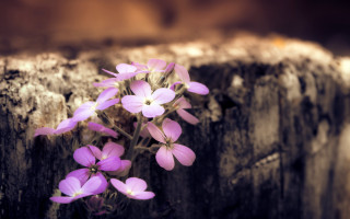 Purple flowers crack wall brown - brown free wallpaper for desktop