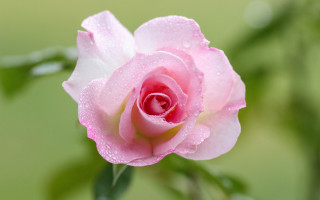 Pink rose water droplets macro 6 - rose free wallpaper