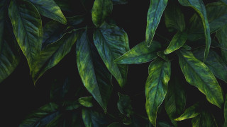 Green leafy plant light shadow - evaline ness free wallpaper