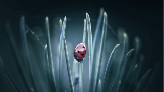 Ladybug green plant macro bubble - thin free wallpaper
