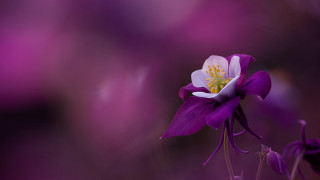 Purple flower macro kimono lily - a purple flower free wallpaper