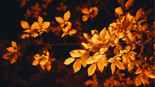 Autumn leaves tree night butterfly - florianne becker free wallpaper