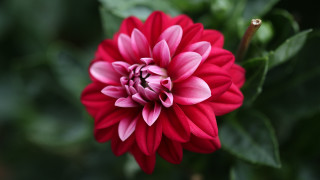Red pink flower bokeh leaves - a single flower in the center free wallpaper