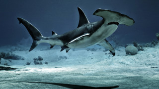 Shark ocean shadow boat bubble - a shadow free wallpaper