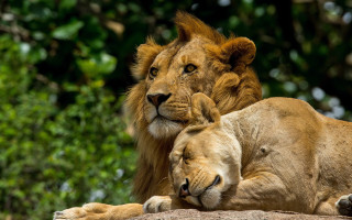 Lion lioness rock trees bushes - free love wallpaper