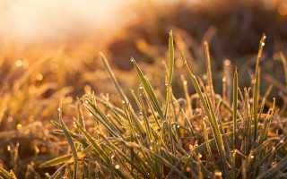 Dew sunshine green grass autumn - a close up of a grass free wallpaper