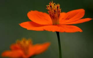 Orange flower maple leaf ecological - ecological free wallpaper