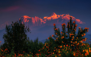 Mountain sunset flowers trees autumn - mystical free wallpaper