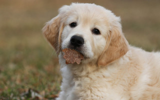 Dog bone grass leaf autumn - its mouth free wallpaper