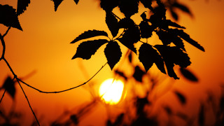Tree sunset leaves blurry branch - a sun in the background free wallpaper