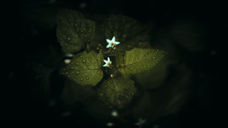 Green leaf white flowers water - a green leaf free wallpaper