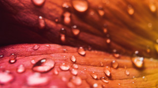 Flower water droplets moon sunset - water droplet free wallpaper