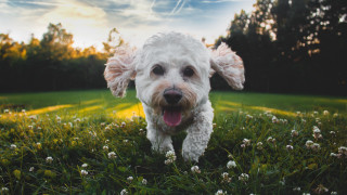 White dog running field flowers - a white dog free wallpaper
