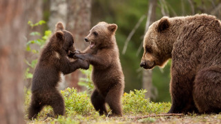 Three brown bears playing woods - bush free wallpaper