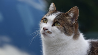 Cat white brown face looking - neoplasticism free wallpaper