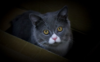 Cat yellow eyes serious box - a box free wallpaper