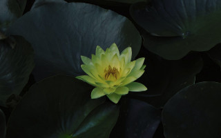 Yellow flower green leaves water - anne rigney free wallpaper