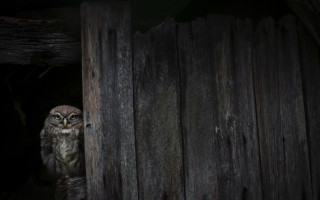 Small owl fence post barn - a wooden fence post free wallpaper