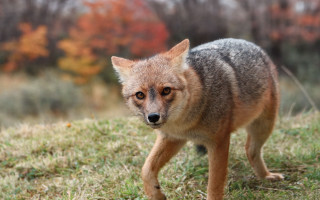 Small fox autumn leaves blurry - a grass free wallpaper