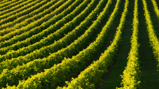 Green field vines sunset flower - green plant free wallpaper
