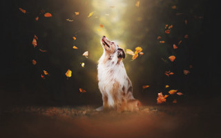 Dog sitting grass looking up - autumn free wallpaper