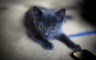 Gray kitten yellow eye tiltshift - grey background free wallpaper