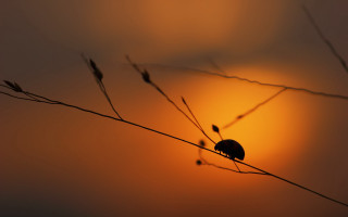 Bird sunset branch macro art - a small bird free wallpaper