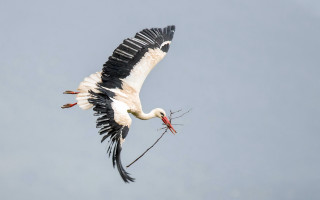 Large bird flying branch fish - a flemish baroque free wallpaper