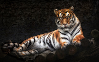 Tiger laying on logs dark - a tiger free wallpaper