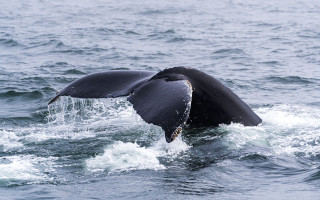 Whale dive water marine scene - live free wallpaper