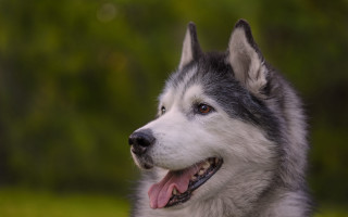 Husky smiling tongue out green - husky free wallpaper