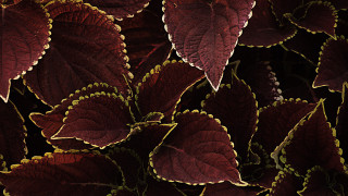 Leaves green spots red yellow - a close up of a bunch free wallpaper
