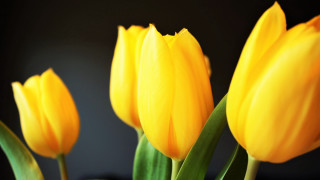 Yellow flower vase macro blurry - green stem free wallpaper