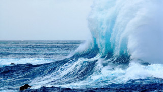 Wave dog shore ocean planet - anthony s waters free wallpaper