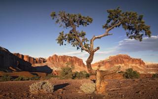 Lone tree desert mountains blue 3 - widescreen free wallpaper