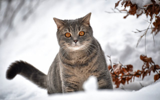 Curious cat snowing winter glowing - neoism free wallpaper