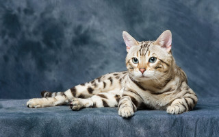 White striped cat blue eyes - cat free wallpaper