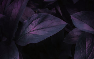 Purple plant closeup leaves black - eden box free wallpaper