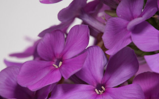 Purple hydrangea lily lotus roses - a table top free wallpaper