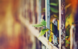 Plant window sill macro blurry - a blurry background of leaves free wallpaper