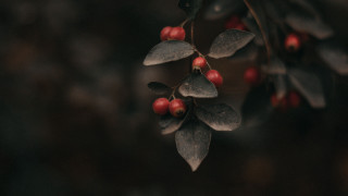 Branch berries leaves macro blurry - a blurry background of leaves free wallpaper