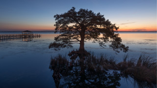Tree water dock sunset pier - a pier in the background free wallpaper