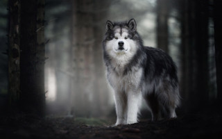 Wolf forest dog fog nature - caspar wolf free wallpaper